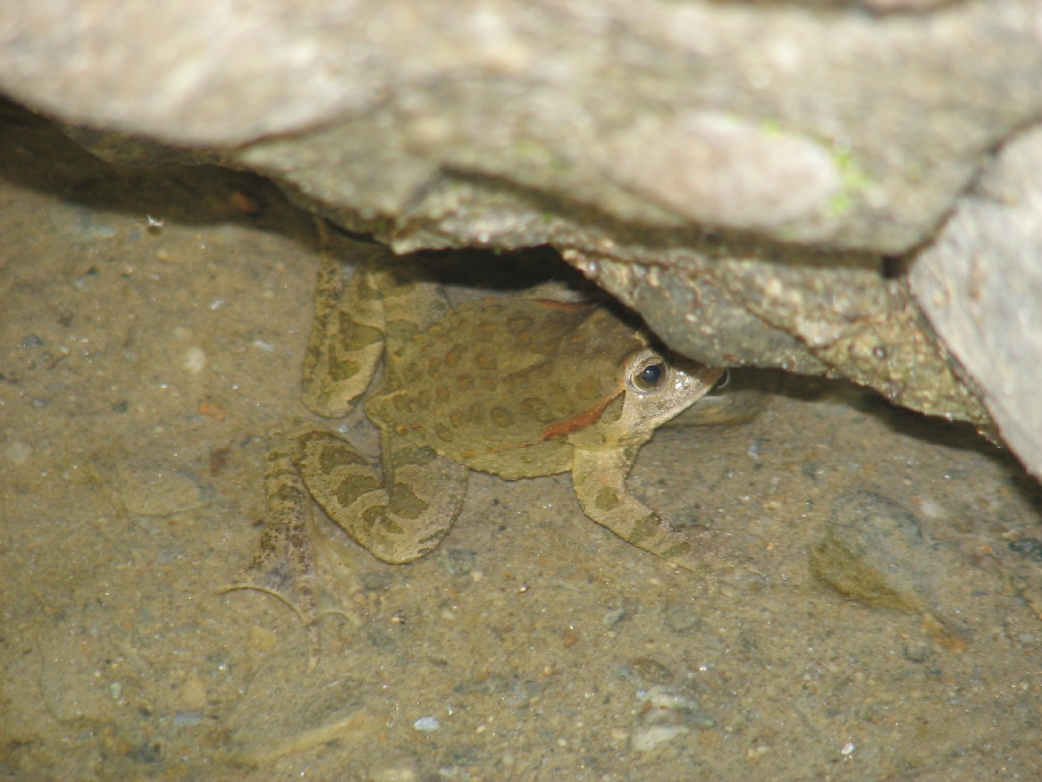 Il torrente dei Discoglossi